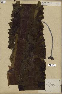 spécimen de Laminaria agardhii