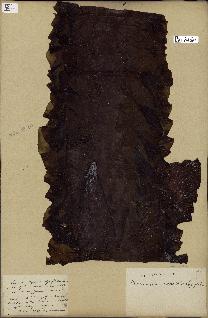 spécimen de Laminaria agardhii