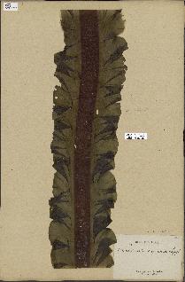 spécimen de Laminaria agardhii
