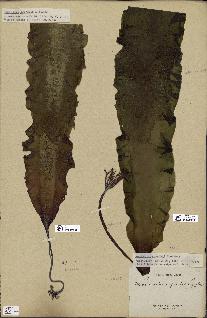 spécimen de Laminaria agardhii