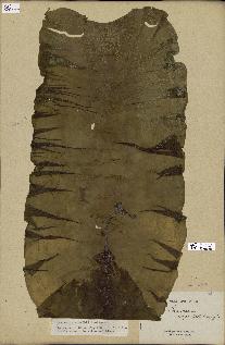 spécimen de Laminaria agardhii