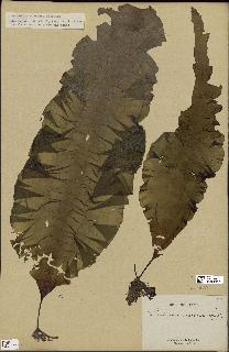spécimen de Laminaria agardhii