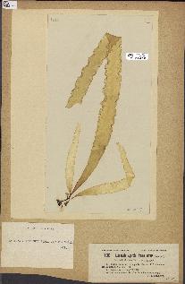 spécimen de Laminaria agardhii