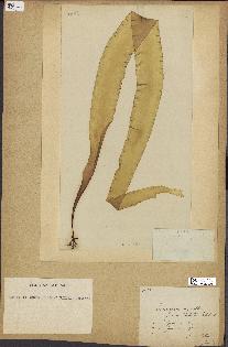 spécimen de Laminaria agardhii