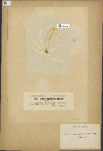 spécimen de Laminaria agardhii