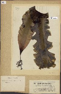 spécimen de Laminaria agardhii
