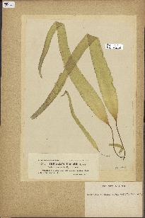 spécimen de Laminaria agardhii