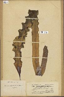 spécimen de Laminaria agardhii