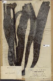 spécimen de Laminaria andersonii