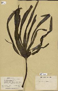 spécimen de Laminaria andersonii