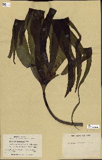 spécimen de Laminaria andersonii