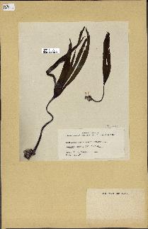 spécimen de Laminaria andersonii