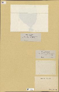 spécimen de Laminaria bulbosa