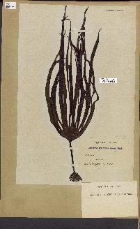 spécimen de Laminaria cloustonii