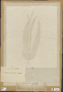 spécimen de Laminaria cloustonii