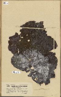 spécimen de Laminaria complanata