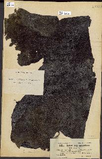 spécimen de Laminaria cuneifolia