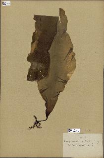 spécimen de Laminaria cuneifolia