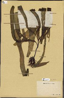 spécimen de Laminaria digitata