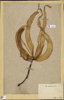spécimen de Laminaria digitata
