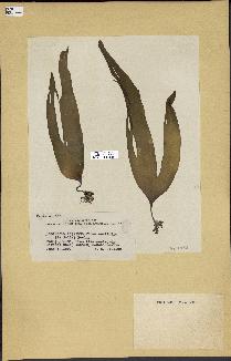 spécimen de Laminaria digitata