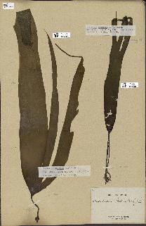 spécimen de Laminaria digitata