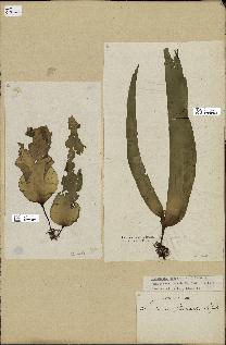 spécimen de Laminaria digitata