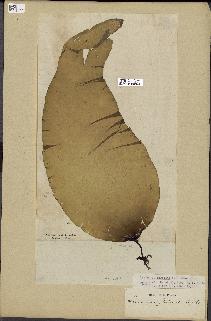 spécimen de Laminaria digitata