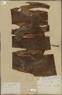 spécimen de Laminaria digitata