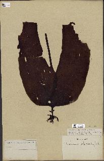 spécimen de Laminaria digitata