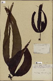 spécimen de Laminaria digitata