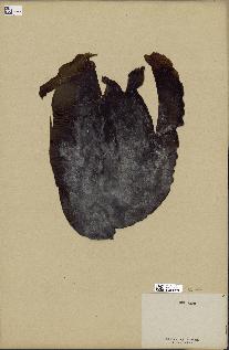 spécimen de Laminaria digitata