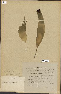 spécimen de Laminaria ephemera