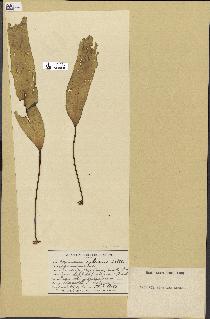 spécimen de Laminaria ephemera
