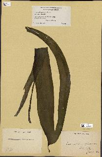 spécimen de Laminaria ephemera