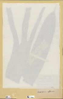 spécimen de Laminaria ephemera