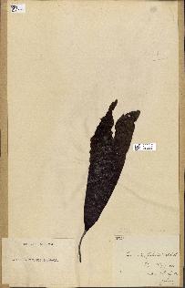 spécimen de Laminaria farlowii