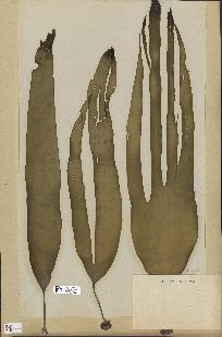 spécimen de Laminaria flexicaulis