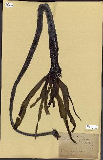 spécimen de Laminaria flexicaulis