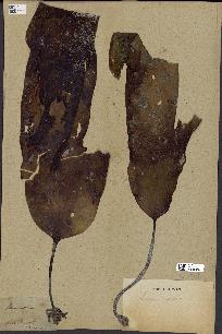 spécimen de Laminaria flexicaulis