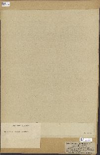 spécimen de Laminaria flexicaulis