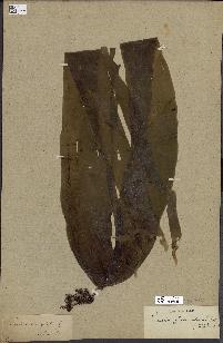 spécimen de Laminaria flexicaulis