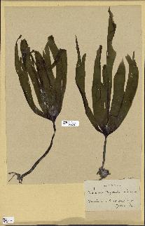 spécimen de Laminaria flexicaulis