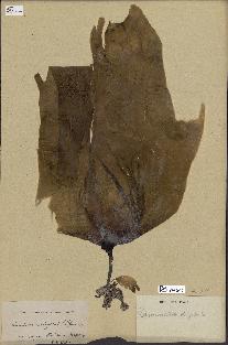 spécimen de Laminaria flexicaulis