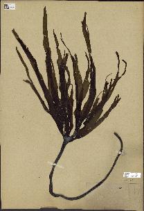 spécimen de Laminaria flexicaulis