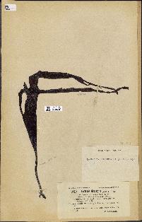 spécimen de Laminaria flexicaulis