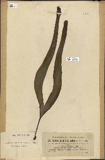 spécimen de Laminaria flexicaulis