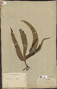 spécimen de Laminaria flexicaulis