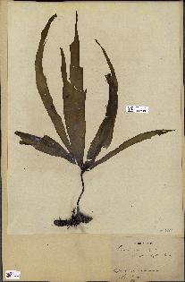 spécimen de Laminaria flexicaulis