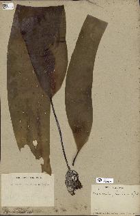 spécimen de Laminaria flexicaulis